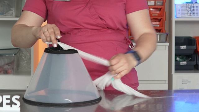 ? Как правильно подобрать и надеть защитный воротник на собаку? Как надеть воротник на собаку. 12+ смотреть онлайн