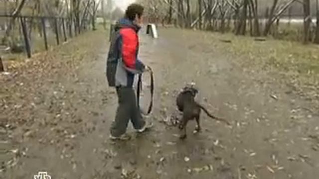 Programma maksimum 2010 10 30 2010 XviD SATRip Riper AM~2 смотреть онлайн