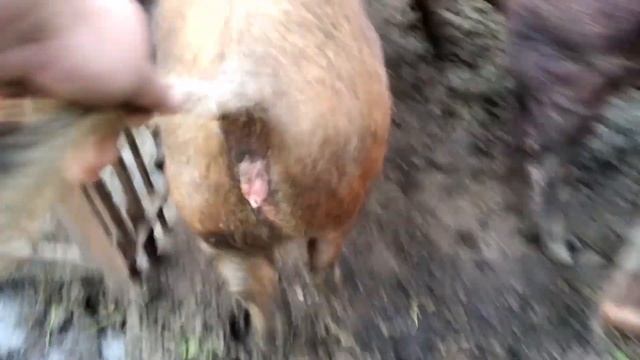 у хряка, последняя лебединая песня смотреть онлайн