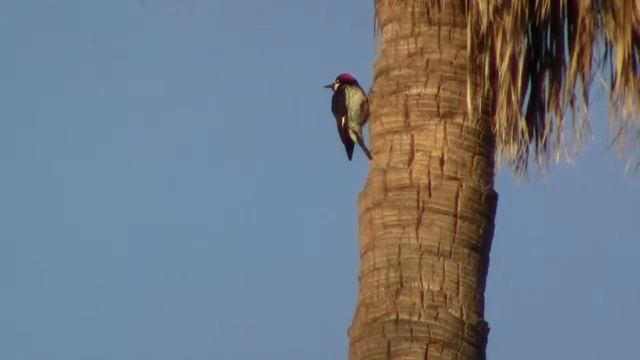 Acorn Woodpecker (Melanerpes formicivorus) on a Palm Tree in Santa Barbara, California смотреть онлайн