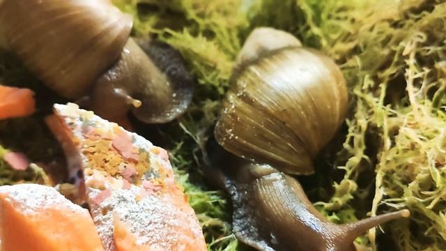 Мои улитки ахатинки|Кормим улиток ахатинок смотреть онлайн