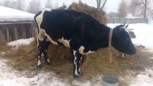 Пропала молока у коровы  . Работники .  -1797650