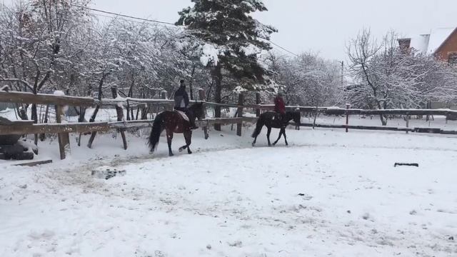 Открытая тренировка. Смена. Строевая рысь. Вольт. смотреть онлайн