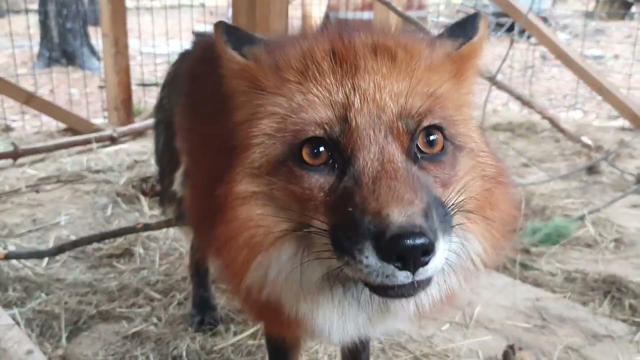 Арчи и яблоко [Лиса Алиса, Alice the Fox, лисы, собаки, животные, милота] смотреть онлайн