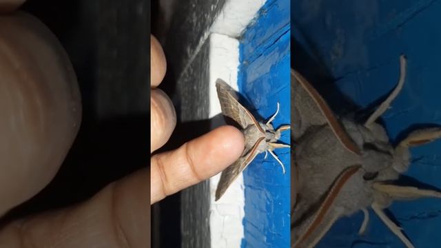 ??? ЭФФЕКТНАЯ ПУШИСТАЯ УСАТАЯ БОЛЬШАЯ НОЧНАЯ БАБОЧКА. ОГРОМНЫЕ БОЛЬШИЕ БАБОЧКИ. смотреть онлайн