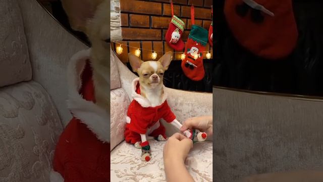 Чихуахуа и Новый год! А подарки будут? смотреть онлайн