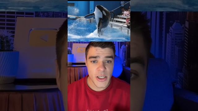 Косатка Напала На Человека Прямо На Глазах У Зрителей?‼️ #shorts #история смотреть онлайн