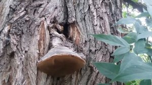 Пчелы в дупле дерева. Перезимуют?