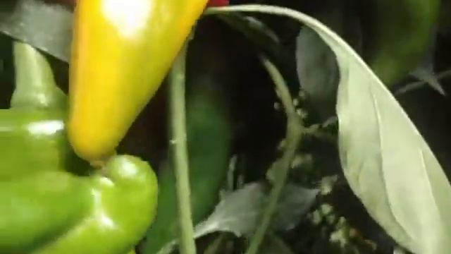 СЛАДКИЙ ПЕРЕЦ-ПЕРЕЦ ВЫРАЩИВАНИЕ смотреть онлайн