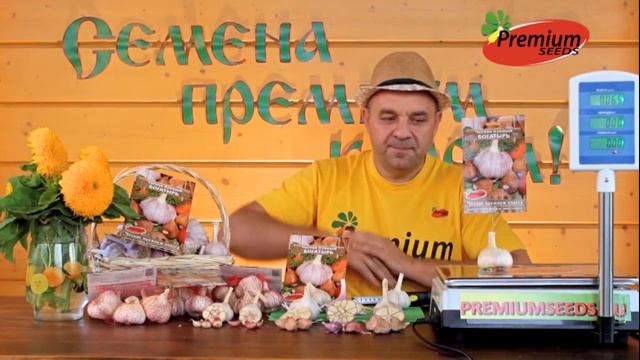 Чеснок озимый Богатырь! Самый лучший озимый чеснок! смотреть онлайн