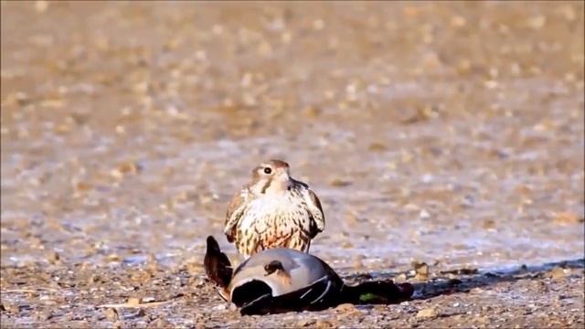 Сокол Сапсан птица истребитель. Сапсан в деле. сапсан vs орла, ястреба, утки. смотреть онлайн