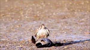 Сокол Сапсан птица истребитель. Сапсан в деле. сапсан vs орла, ястреба, утки.