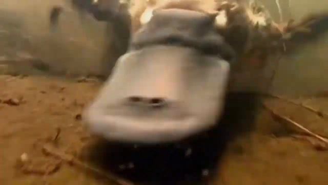 Утконос  -   одно из немногих ядовитых млекопитающих