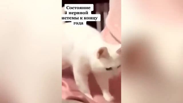 Смешные котики #73.mp4 смотреть онлайн