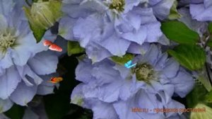 Клематис крупноцветковый Даймонд Болл (clematis) ? обзор: как сажать, рассада клематиса Даймонд Бол