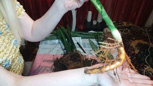 Деление и пересадка сансевиерии Зейланика у моей мамы. смотреть онлайн