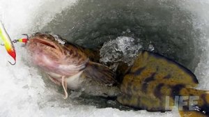 Как ловить налима зимой: снасти, наживка, ночная ловля!