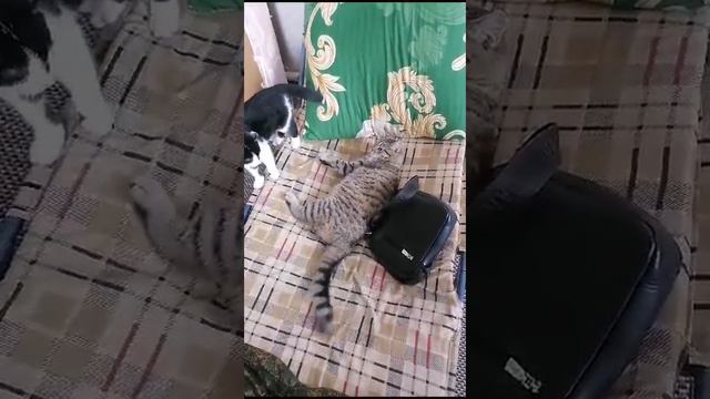 это бывают у бусинки Кузи разборки смотреть онлайн