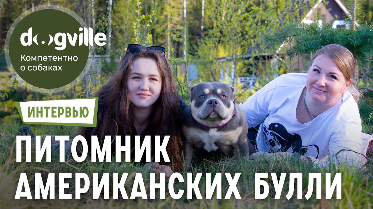 Американские булли - О породе с владелицей питомника смотреть онлайн