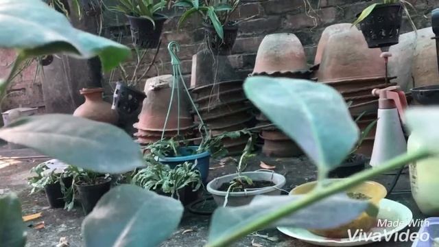 Tea plant camelia sinensis var. assamica смотреть онлайн