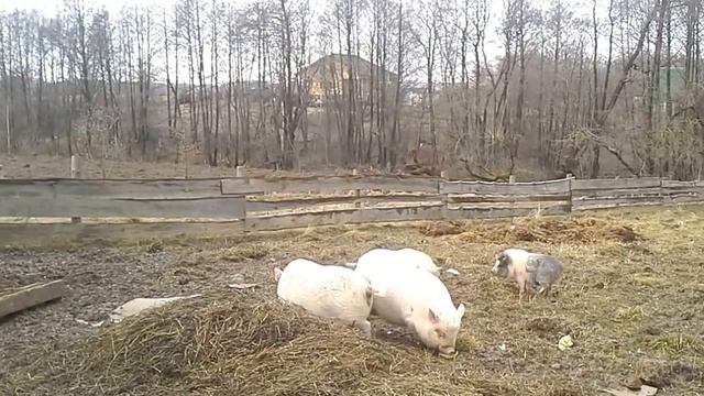 Вьетнамские свиньи//Хряк// смотреть онлайн