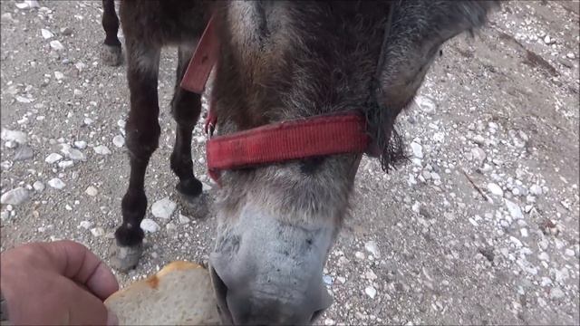 En Güzel Gözlü Canlı #BöcekReis (Equus asinus) смотреть онлайн