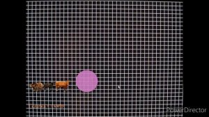 Сравнение : размер животных. Влог о животных.