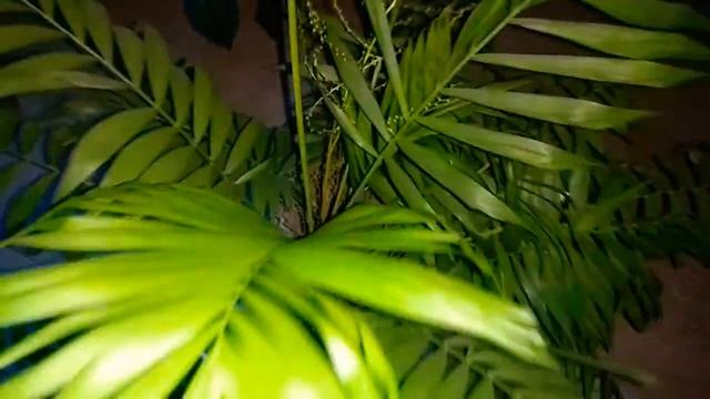 Цветение Хамедореи (Chamaedorea) смотреть онлайн