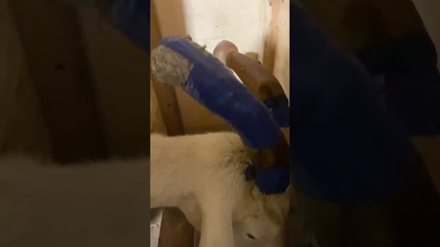 Кормление коз и козлят зимой, смешиваю и кормлю коз . Воспитанные козы. Молоком довольны! Кормушки смотреть онлайн