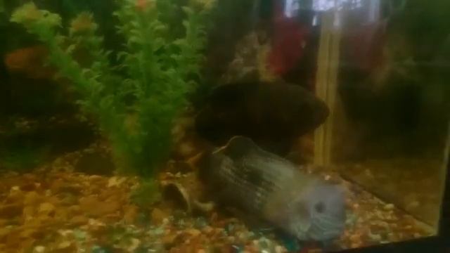 Рыбки Акара самец и самец Астронотус. Fish Akara male and male Astronotus смотреть онлайн