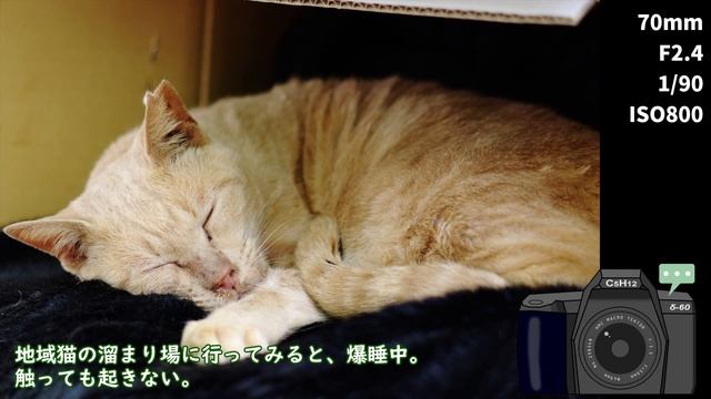 【PENTAX】猫写真を撮ろう смотреть онлайн