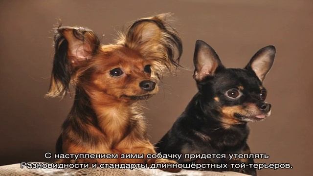 Той-терьер длинношерстный (русский или московский) смотреть онлайн