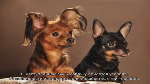 Той-терьер длинношерстный (русский или московский)