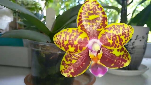 Phalenopsis Sogo Pony Ys цветение