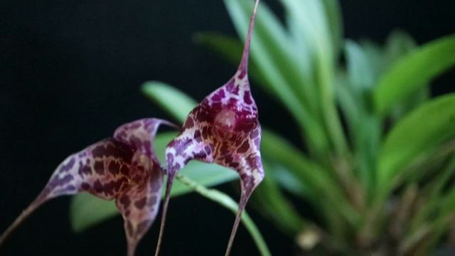 Masdevallia Sunset Jaguar 'Nightbreed' AM/AOS и другие цветущие орхидеи.