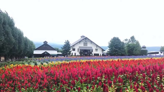 hokkaido film смотреть онлайн