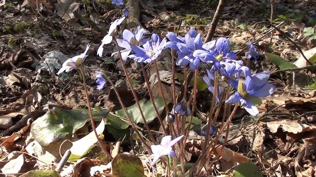 Гродненская пралеска Hepática nóbilis смотреть онлайн