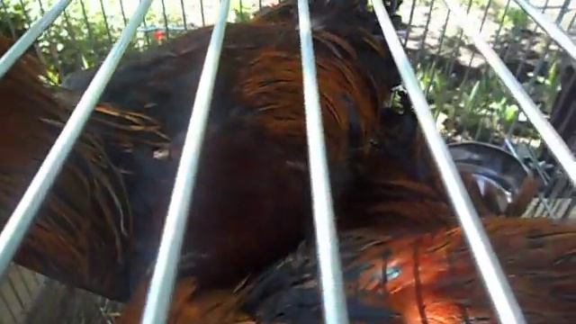 Выставка г. Конотоп 23.05.2015 - порода кур Брама куропатчатая смотреть онлайн