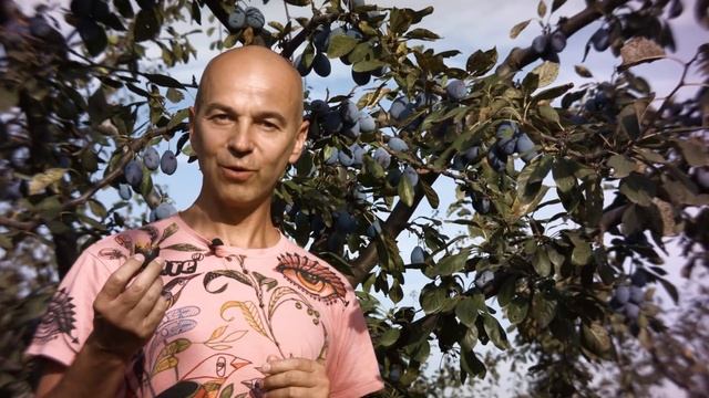 Еда, тантра, и исполнение желаний смотреть онлайн