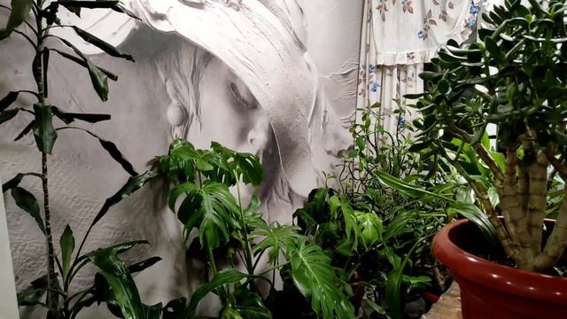 Стихи читать и наслаждаться жизнью, среди цветов своих. Ведь с черенков я вырастила их. смотреть онлайн