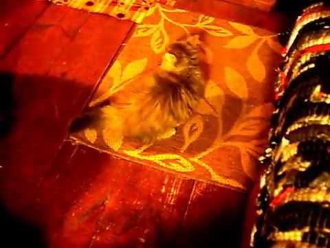 Шурка в гостях у Пухли смотреть онлайн