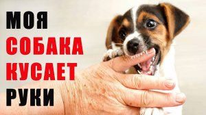 Что делать, если собака кусает хозяина. Агрессия или игра?