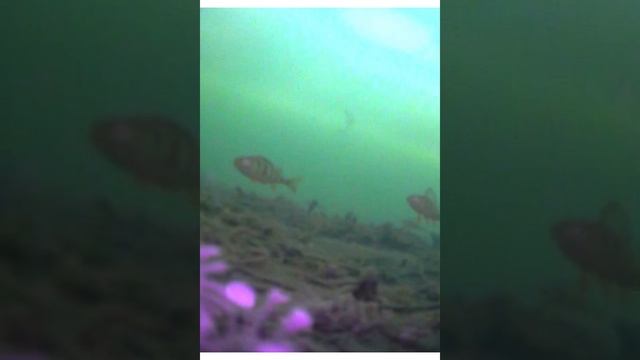 подводный мир