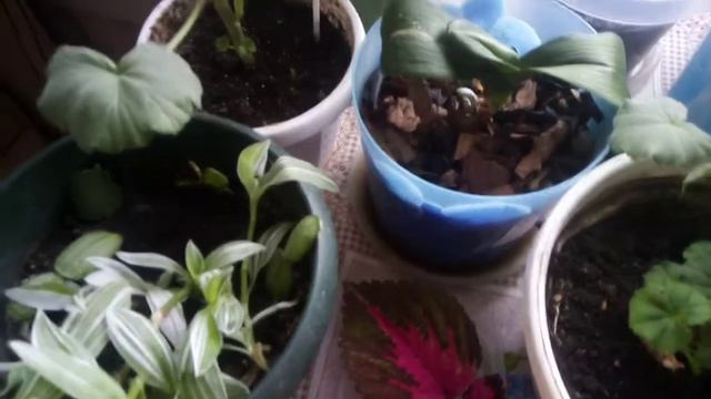 Обзор семян, На 2022 Год👍 смотреть онлайн