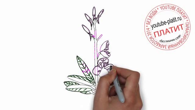 Нарисованные цветы Как нарисовать карандашом цветы василек смотреть онлайн