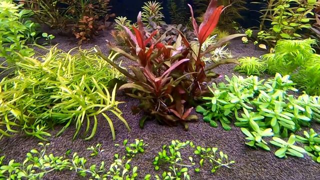 ч.5 Запуск аквариума в Голландском стиле. смотреть онлайн