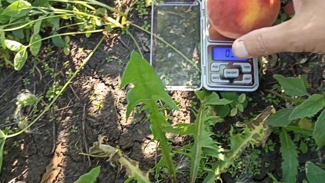 09.08.2022г. Персик Флемин Фьюри ПФ-5Б (Flamin Fury PF-5B). смотреть онлайн