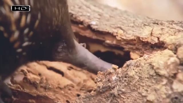 Австралийская ехидна смотреть онлайн