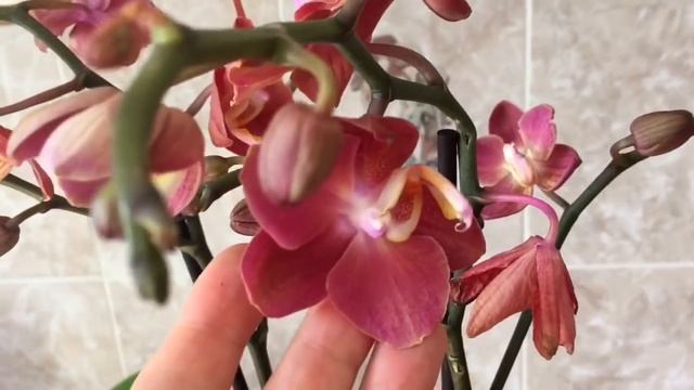 100)?Мои орхидеи/☝Цветущие новинки (Феникс,Горизон)...где я заказывала орхидеи... смотреть онлайн