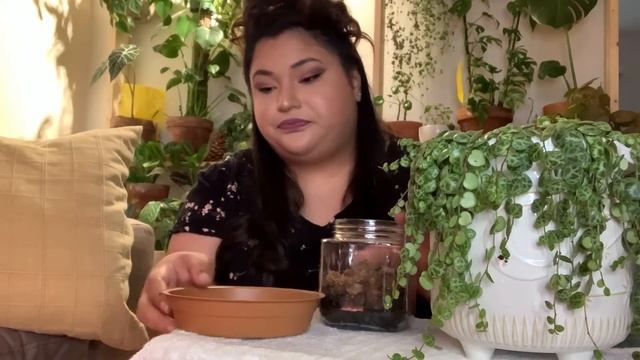 Peperomia Prostrata Propagation